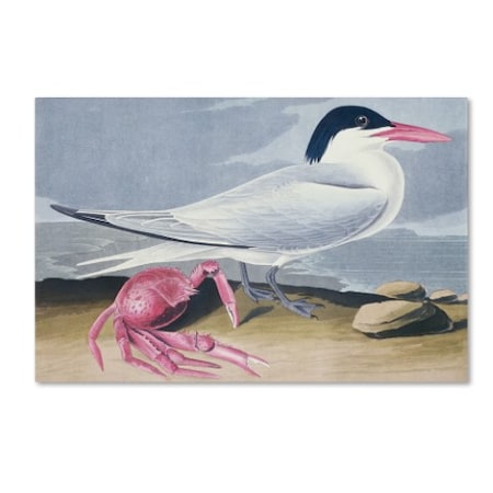 John James Audubon 'Cayenne Tern' Canvas Art,16x24